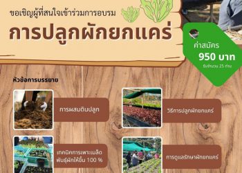 การอบรมการปลูกผักยกแคร่